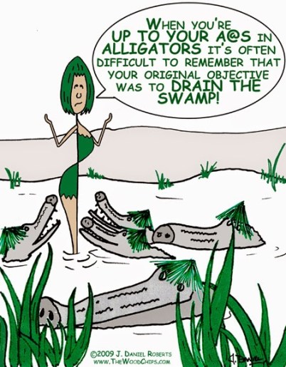 Image result for pictures of alligators in swamps